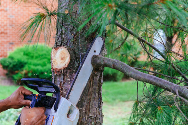 How Our Tree Care Process Works  in  Citrus, CA